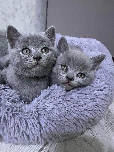 страйт: Шотландские котята, однотонный серый (blue) окрас. Короткошёрстные — 2