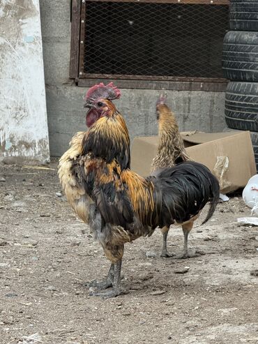 цыплята куры: Продаю | Куры, Петух