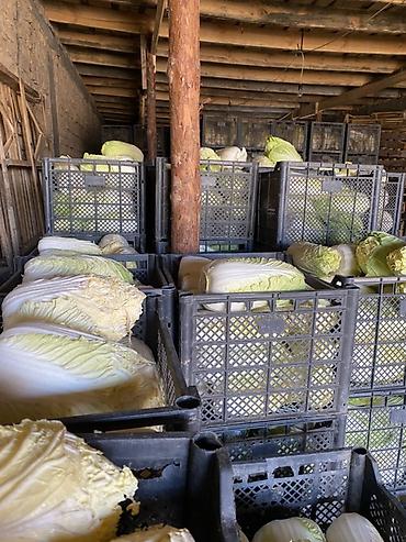 Капуста: Капуста Пекинская — 5