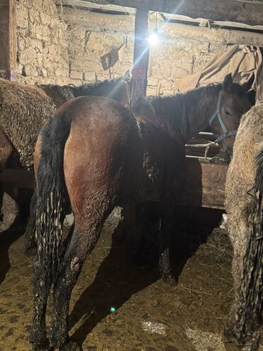 срочно продаю в связи с переездом: Сатам | Жылкы (эркек) | Көбөйтүү үчүн | Мерин