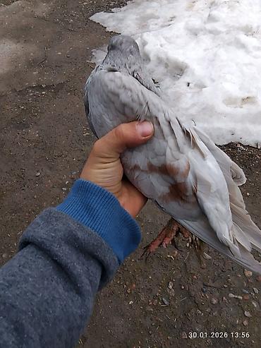 Птицы: Голубь декоративный, окрас светло-серый с кофейно‑рыжими пятнами на — 4