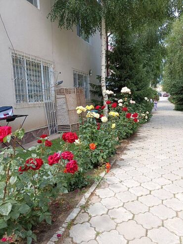 иссык куль недвижимость: 2 комнаты, 40 м², Элитка, 1 этаж, Евроремонт