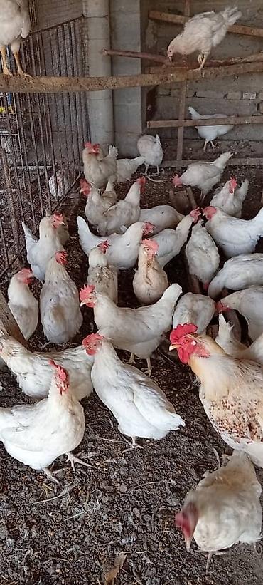 домашняя сова купить: Продаю | Куры | Несушки — 5