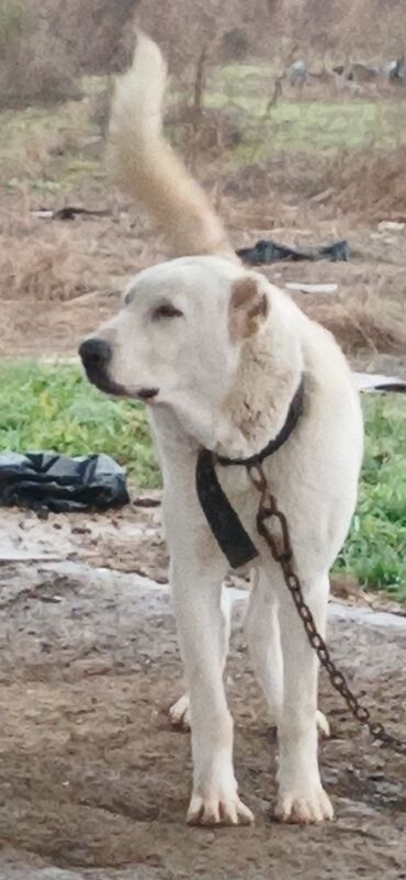 İtlər: Alabay, 8 ay, Erkek, Peyvəndli, Ödənişli çatdırılma — 5
