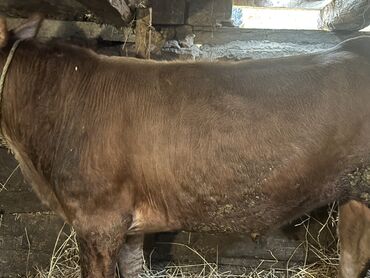 Inəklər, öküzlər: Erkək, il: 1, 100120 kq, Damazlıq, Ətlik, Ünvandan götürmə — 5