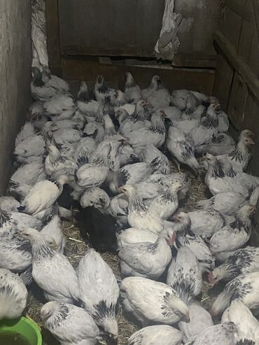 Птицы: Продаю цыплят порода Адлер им 2,5 месяцев цена по 450 сом