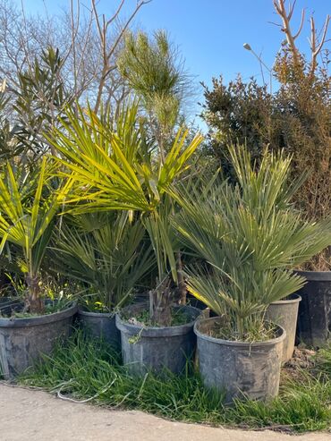 Otaq bitkiləri: Vashington palmasi