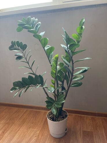 замиакулькас зензи: Продаю долларовое дерево (Замиокулькас) 🌿 Привлекает удачу, деньги и