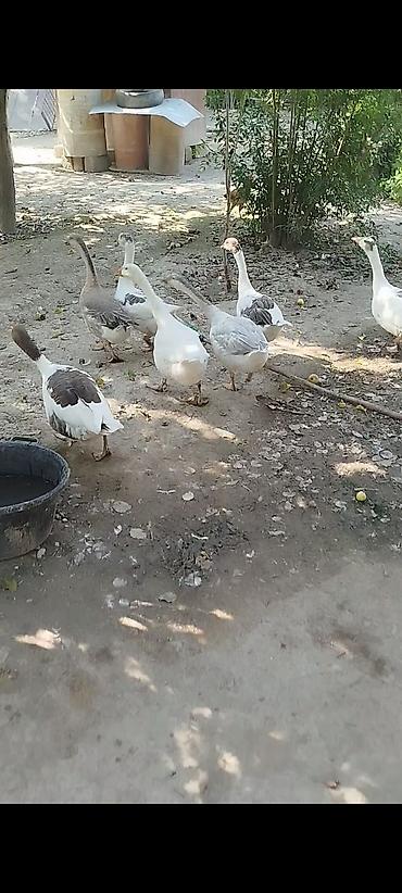 ördək balası və cücə: Qaz sürüsü – yerli qarışıq rəngli (ağ, boz və qəhvəyi ləkəli) ırqlar — 2