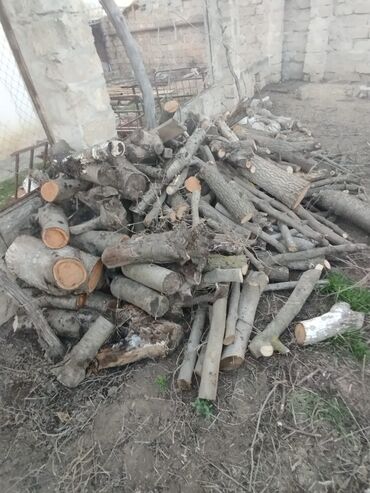 samovar odunla: Odun meyvə ağaclarından qiymət şəkildə görünən odunlarin hamısına