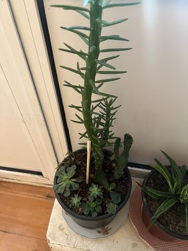 Otaq bitkiləri: Her nov guler var endirimnen verecem Gencedi istiyen yazsin satiş — 85