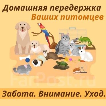 tibb bacısı xidməti: Передержка любых животных. частный сектор. закрытая большая территория
