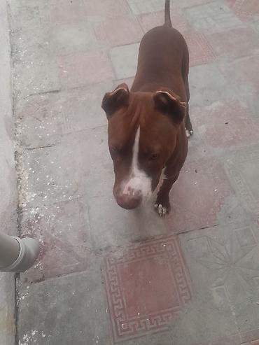 pitbull satisi: Pitbul, 5 ay, Dişi, Ünvandan götürmə — 3