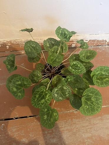 bezek bitkisi: Mini qablarda siklamen (Cyclamen) – dekorativ yaşıl bəzək bitkisi — 2