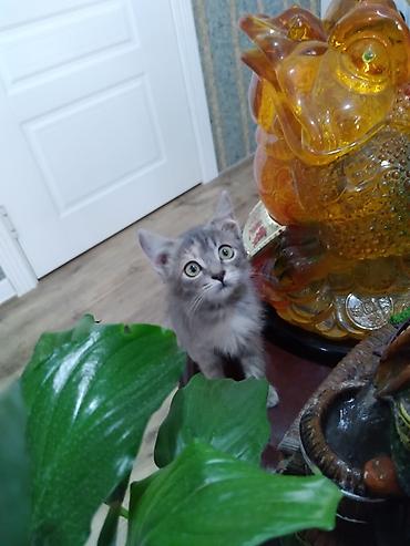 серая кошка: Кошка даром: Беспородная, 2 месяца, Девочка, Приучена к лотку, Проглистована — 5