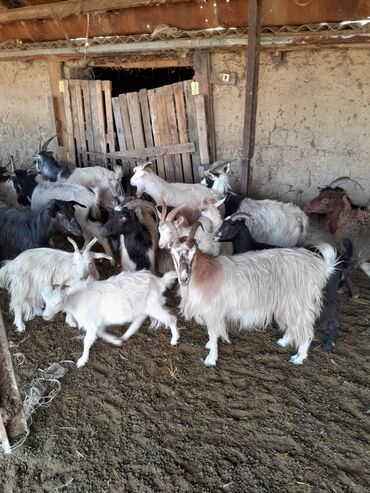 sannen keciləri: Keci satilir 1 teke 20 ana 20 cepiş 10 denesi iridi 2 qoyun qirmjzi