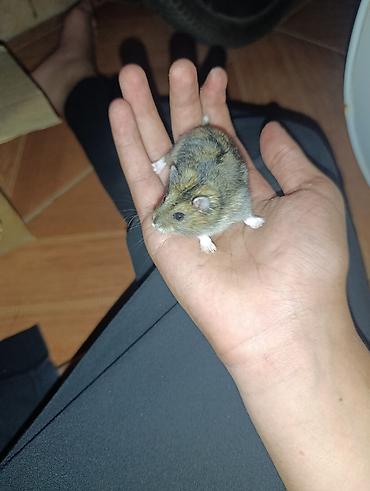 brama cuceleri: Cırtdan hamster (cücə ölçülü, qısa quyruqlu) – ailəvi ev heyvanı - — 2