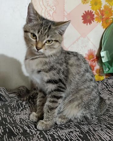 Отдам даром кошку: Кошка даром: Сиамская, 4 месяца, Мальчик, Приучена к лотку — 4