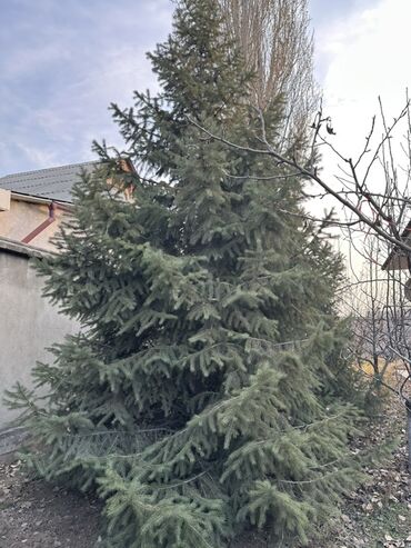 Декоративные деревья: Саженцы деревьев: Ели — 2