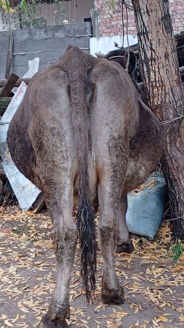 продажа щенков немецкой овчарки с документами в бишкеке: Сатам | Уй (ургаачы) | Сүт алуу үчүн | Байланган