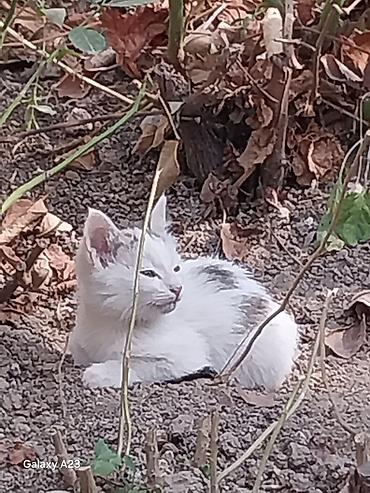 услуги для животных: Котенок и кот - Порода: беспородные (домашние) - Окрас: - Белый с — 1