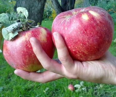 Садовые цветы и кустарники: Саженцы цветка: Розы — 29