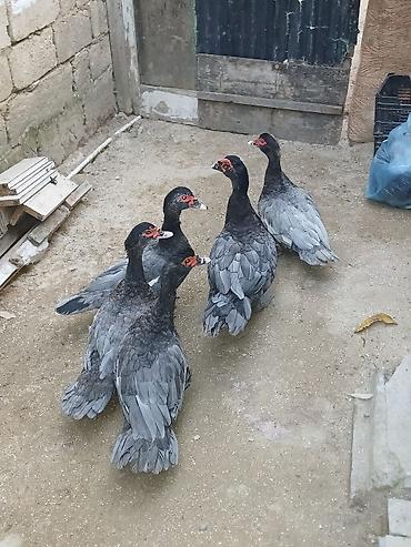 hind ordəyi: Erkək, | Lal ördək, Ətlik, Ünvandan götürmə — 2