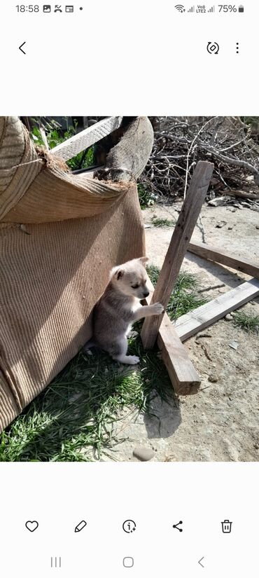 zvonok it satışı: Zvonok, 4 ay, Erkek