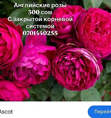 Роза: Саженцы — 47