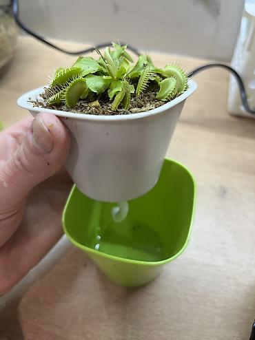 лимон дерева: ПРОДАЁТСЯ ВЕНЕРИНА МУХОЛОВКА! Нахожусь в 5 микрорайоне 🌱 Компактный — 3