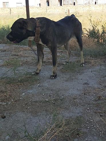 it iti sikir: Kanqal, Peyvəndli — 5