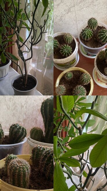 Другие комнатные растения: Комнатные растения