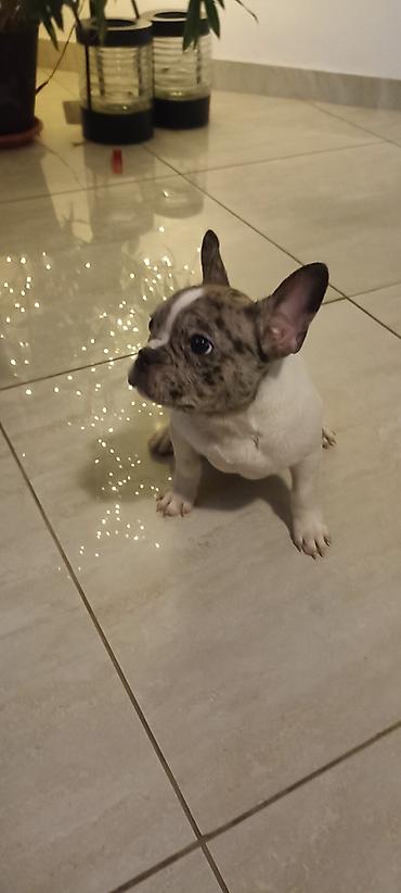 Psi: Stenad francuskog buldoga dva merle muzjaka 3.5 meseca Vakcinisani — 4