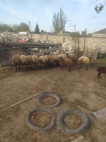 Quzu: Quzular səkkiz ədədi kök quzular — 6