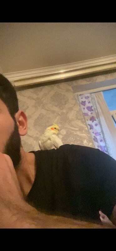 baku pişik satis: Salam korella 1 yaş 1 aylık el qusudur Qefes her bir şey uszetnfr
