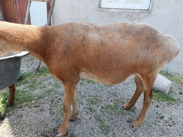 шотландская короткошерстная кошка: Продаю | Овца (самка), Ягненок | На забой, Для разведения