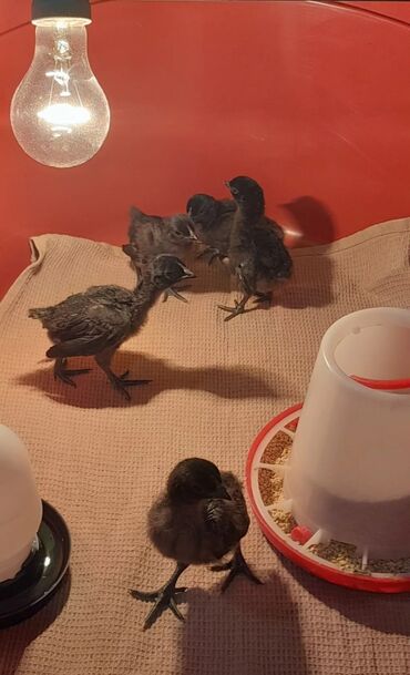 Xoruzlar: Xoruz, il: 1 -da lalafo.az — 8 Xoruzlar: Xoruz, il: 1 — 8