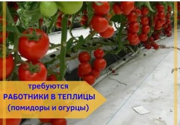 продажа грузовых авто в бишкеке: Требуется работники в теплицу джалал-абад