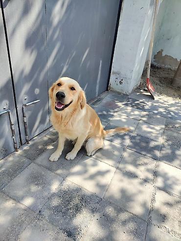 Retriever, 8 ay, Erkək, Peyvəndli