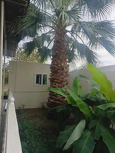 Растения: Satılır: dekorativ xurmayı xatırladan böyük palma ağacı (fan palm — 2