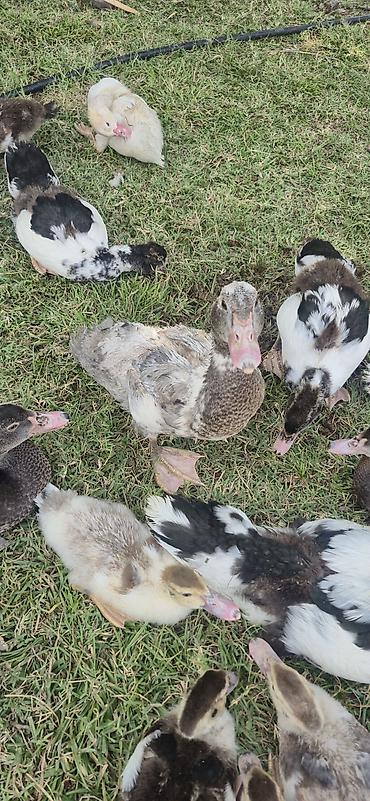 ordəy balası: Muscovy (indoutka) ördək balaları - Cins: Muscovy/indo ördək - Yaş — 2