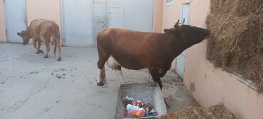 simmental inək satılır: Dişi, Simental, il: 5, 300 kq, Südlük, Ödənişli çatdırılma