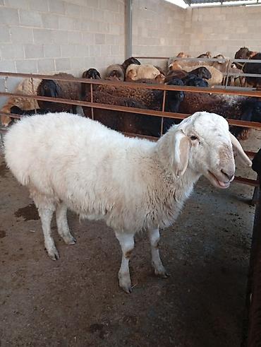 Баран, овца: Продаю | Баран (самец) | Арашан | Для разведения | Ярка — 2