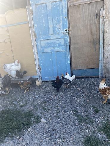 кролики домашние купить: Продаю | Куры | Домашняя | Для разведения — 7
