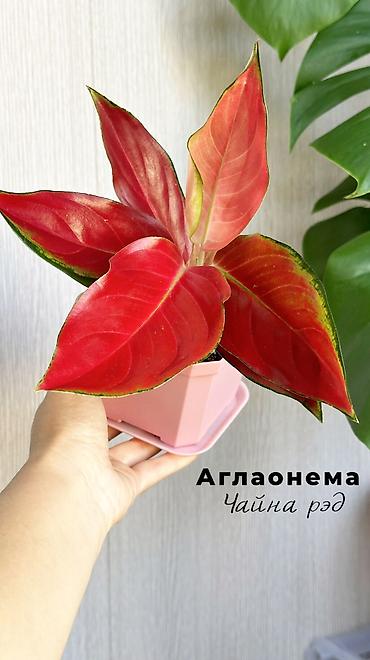 декор для сада бишкек: Комнатные растения в наличии🌿 Как всем известные, так и редкие — 3