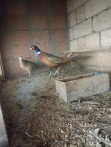 Quşlar: Qafqaz qırqovullar 1 illikdiler qiymət cütü 55 azn — 1