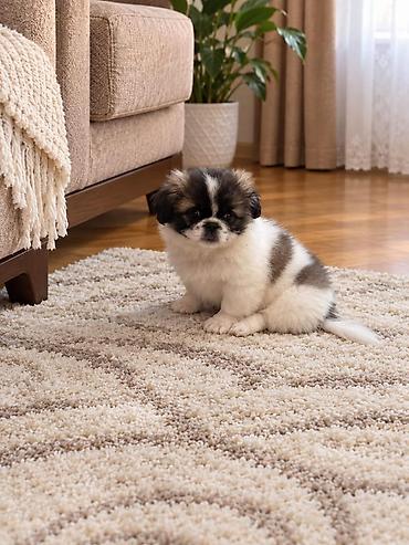 pisikli qulaqciq: Pekines — 2