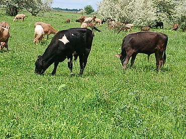 Коровы, быки: Продаю | Бык (самец) | На откорм — 5