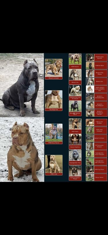 Psi: Vrhunski štenci American Bully XL dostupni za prodaju. Krvna linija na lalafo.rs — 1 Psi: Vrhunski štenci American Bully XL dostupni za prodaju. Krvna linija — 1
