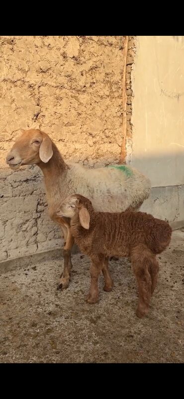 Qoyunlar, qoçlar: Qoyun ana bala ilə - Növ: Yerli cins quzu ilə ana qoyun - Ana -da lalafo.az — 5 Qoyunlar, qoçlar: Qoyun ana bala ilə - Növ: Yerli cins quzu ilə ana qoyun - Ana — 5
